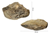 Mytilidés sp